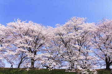 桜並木