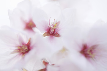 Fototapeta premium 桜