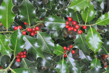 Ilex, Stechpalme, Weihnachtsschmuck