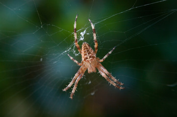 Spider