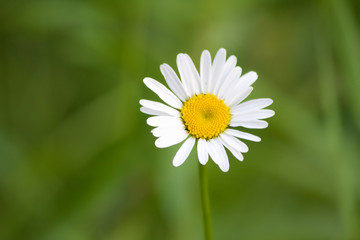 Fototapeta premium white garden camomile