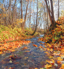 brook in autumn forest