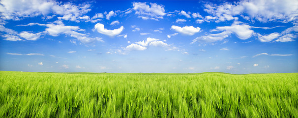 wheat field © Željko Radojko