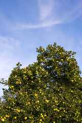 Ripe green apples hanging in a tree