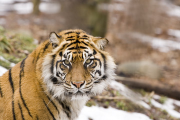 Sumatran Tiger (Panthera tigris sumatrae)