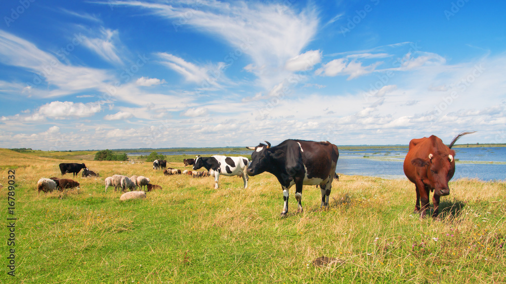 Wall mural pasture