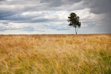 Fototapeta premium Wheaten field