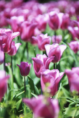 チューリップ、ワインレッド