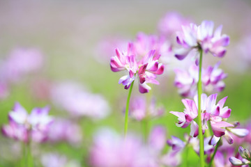 蓮華