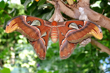 The Giant Atlas Moth