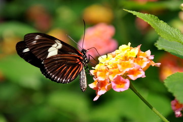 The Doris Longwing