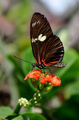 A Feeding Butterfly
