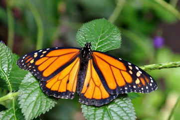 Fototapeta na wymiar A Royal Monarch Butterfly