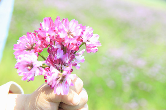 レンゲ Images Browse 3 692 Stock Photos Vectors And Video Adobe Stock