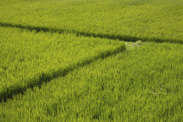 Obraz na płótnie Canvas rice field