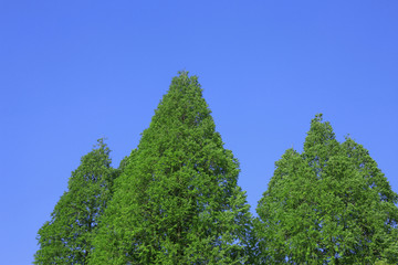 新緑と青空