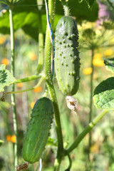 Cucumbers on the vine