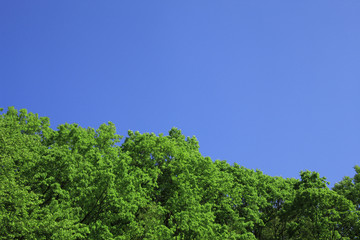 新緑と青空