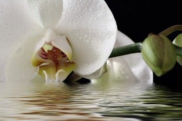 Orchidee beim baden