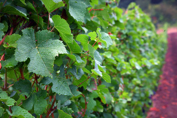 Pinot Noir Leaves