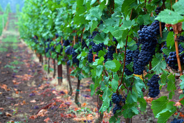 Pinot Noir Grapes © jameszandecki