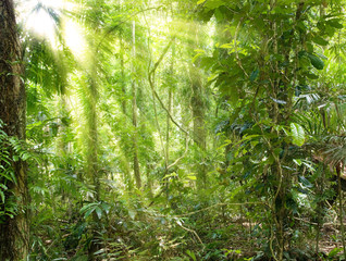 sunshine in rain forest