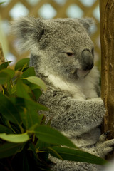 Koala in Australia - 16791875