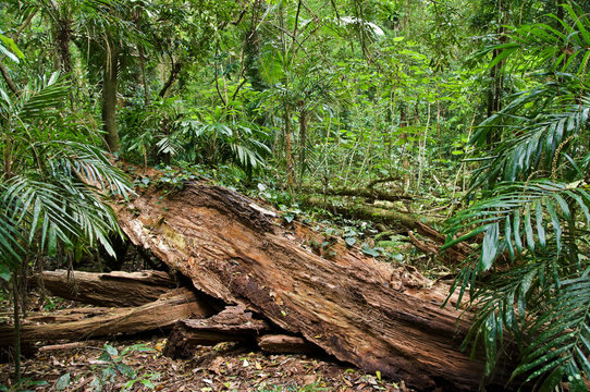 log in the rain forest