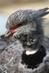 Halsband-Wehrvogel 2