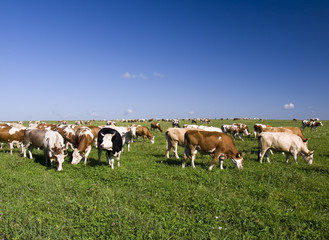 Cows on the Field
