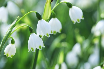 スノーフレーク