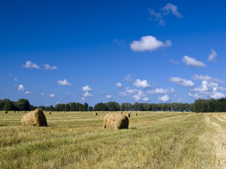 Harvest Time
