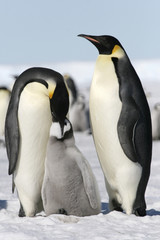 Emperor penguins (Aptenodytes forsteri)