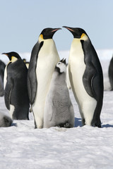 Fototapeta na wymiar Emperor penguins (Aptenodytes forsteri)