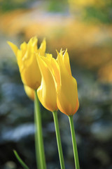 チューリップ