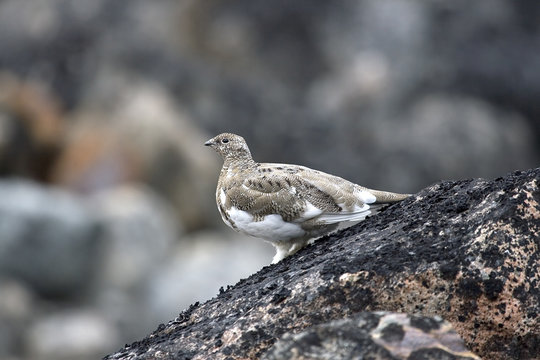 Ptarmigan (Lagopus mutus)