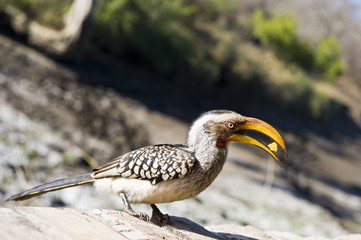 Southern Yellow-billed Hornbill eating a piece of fruit.