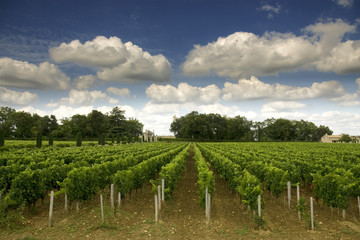 Fototapeta na wymiar winnic Bordeaux