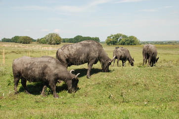 Water Buffalos Grazing