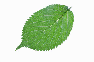 Obraz premium 新緑