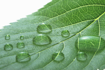 新緑の葉と水滴