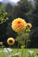 Fiore in Montagna