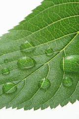 新緑の葉と水滴