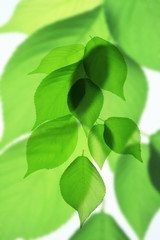 新緑
