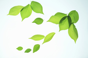 Fototapeta premium 新緑