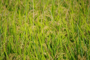 オレたちの食糧