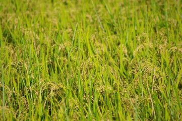 黄金色に輝くコメ！！