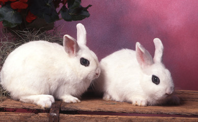 deux lapins de race hotot nain à l'oeil noir bien dessiné
