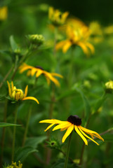 Rudbeckia