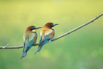 pareja de abejarucos